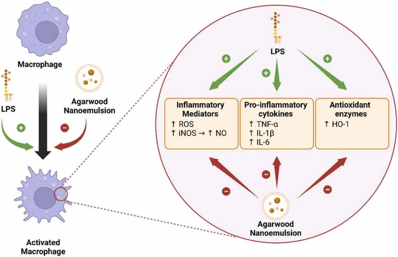Agarwood Oil Nanoemulsion Counteracts LPS-induced Inflammation And Oxidative Stress In RAW264.7 Mouse Macrophages