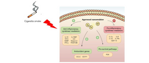 Agarwood Oil Nanoemulsion: A Promising Treatment for Chronic Obstructive Pulmonary Disease (COPD)